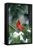 Northern Cardinal male in Pine tree in winter Marion County, Illinois-Richard & Susan Day-Framed Stretched Canvas