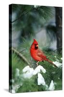 Northern Cardinal male in Pine tree in winter Marion County, Illinois-Richard & Susan Day-Stretched Canvas