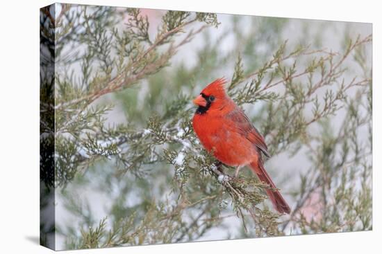 Northern cardinal male in red cedar tree in winter snow, Marion County, Illinois.-Richard & Susan Day-Stretched Canvas