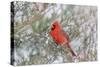 Northern cardinal male in red cedar tree in winter snow, Marion County, Illinois.-Richard & Susan Day-Stretched Canvas