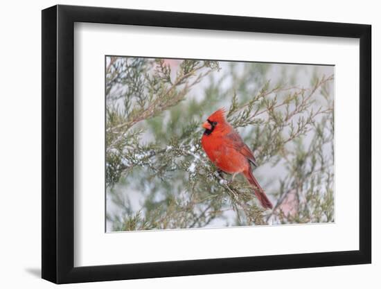 Northern cardinal male in red cedar tree in winter snow, Marion County, Illinois.-Richard & Susan Day-Framed Photographic Print