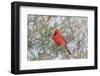 Northern cardinal male in red cedar tree in winter snow, Marion County, Illinois.-Richard & Susan Day-Framed Photographic Print