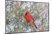 Northern cardinal male in red cedar tree in winter snow, Marion County, Illinois.-Richard & Susan Day-Mounted Photographic Print