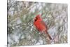 Northern cardinal male in red cedar tree in winter snow, Marion County, Illinois.-Richard & Susan Day-Stretched Canvas