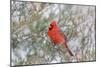 Northern cardinal male in red cedar tree in winter snow, Marion County, Illinois.-Richard & Susan Day-Mounted Photographic Print