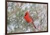 Northern cardinal male in red cedar tree in winter snow, Marion County, Illinois.-Richard & Susan Day-Framed Photographic Print