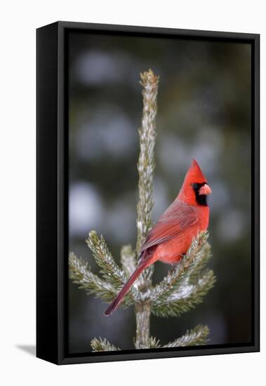 Northern Cardinal Male in Spruce Tree in Winter, Marion, Illinois, Usa-Richard ans Susan Day-Framed Stretched Canvas