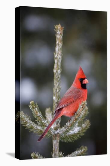 Northern Cardinal Male in Spruce Tree in Winter, Marion, Illinois, Usa-Richard ans Susan Day-Stretched Canvas