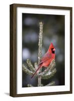 Northern Cardinal Male in Spruce Tree in Winter, Marion, Illinois, Usa-Richard ans Susan Day-Framed Photographic Print