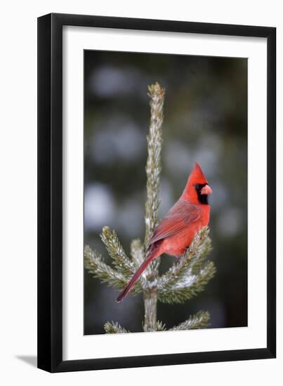Northern Cardinal Male in Spruce Tree in Winter, Marion, Illinois, Usa-Richard ans Susan Day-Framed Photographic Print