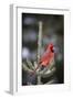 Northern Cardinal Male in Spruce Tree in Winter, Marion, Illinois, Usa-Richard ans Susan Day-Framed Photographic Print