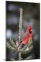 Northern Cardinal Male in Spruce Tree in Winter, Marion, Illinois, Usa-Richard ans Susan Day-Mounted Photographic Print