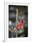 Northern Cardinal Male in Spruce Tree in Winter, Marion, Illinois, Usa-Richard ans Susan Day-Framed Photographic Print