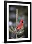 Northern Cardinal Male in Spruce Tree in Winter, Marion, Illinois, Usa-Richard ans Susan Day-Framed Photographic Print