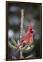 Northern Cardinal Male in Spruce Tree in Winter, Marion, Illinois, Usa-Richard ans Susan Day-Framed Photographic Print