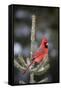 Northern Cardinal Male in Spruce Tree in Winter, Marion, Illinois, Usa-Richard ans Susan Day-Framed Stretched Canvas