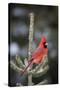 Northern Cardinal Male in Spruce Tree in Winter, Marion, Illinois, Usa-Richard ans Susan Day-Stretched Canvas