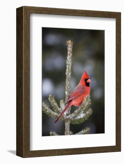 Northern Cardinal Male in Spruce Tree in Winter, Marion, Illinois, Usa-Richard ans Susan Day-Framed Photographic Print