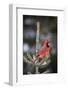 Northern Cardinal Male in Spruce Tree in Winter, Marion, Illinois, Usa-Richard ans Susan Day-Framed Photographic Print