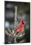 Northern Cardinal Male in Spruce Tree in Winter, Marion, Illinois, Usa-Richard ans Susan Day-Mounted Photographic Print