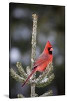 Northern Cardinal Male in Spruce Tree in Winter, Marion, Illinois, Usa-Richard ans Susan Day-Stretched Canvas