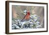 Northern cardinal male in spruce tree in winter snow, Marion County, Illinois.-Richard & Susan Day-Framed Photographic Print