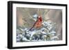 Northern cardinal male in spruce tree in winter snow, Marion County, Illinois.-Richard & Susan Day-Framed Photographic Print