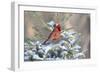 Northern cardinal male in spruce tree in winter snow, Marion County, Illinois.-Richard & Susan Day-Framed Photographic Print