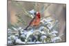 Northern cardinal male in spruce tree in winter snow, Marion County, Illinois.-Richard & Susan Day-Mounted Photographic Print