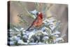 Northern cardinal male in spruce tree in winter snow, Marion County, Illinois.-Richard & Susan Day-Stretched Canvas