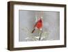 Northern cardinal male in spruce tree in winter snow, Marion County, Illinois.-Richard & Susan Day-Framed Photographic Print