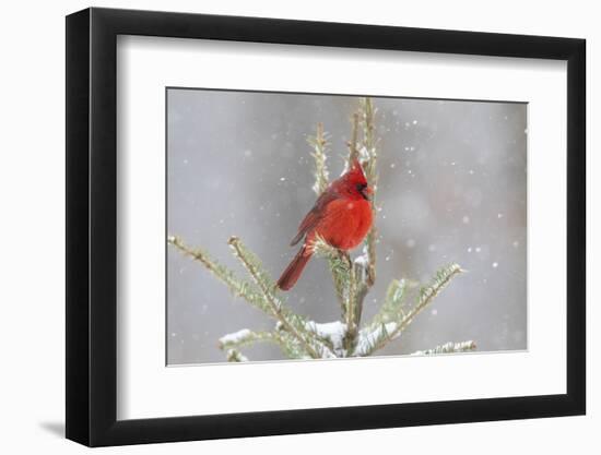 Northern cardinal male in spruce tree in winter snow, Marion County, Illinois.-Richard & Susan Day-Framed Photographic Print