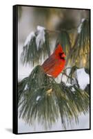 Northern Cardinal Male in White Pine Tree in Winter, Marion County, Illinois-Richard and Susan Day-Framed Stretched Canvas