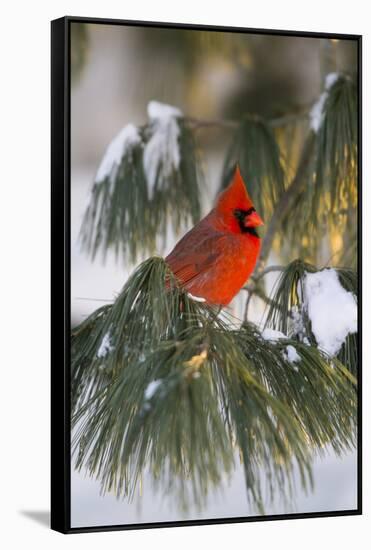 Northern Cardinal Male in White Pine Tree in Winter, Marion County, Illinois-Richard and Susan Day-Framed Stretched Canvas
