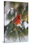 Northern Cardinal Male in White Pine Tree in Winter, Marion County, Illinois-Richard and Susan Day-Stretched Canvas
