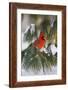 Northern Cardinal Male in White Pine Tree in Winter, Marion County, Illinois-Richard and Susan Day-Framed Photographic Print