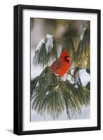 Northern Cardinal Male in White Pine Tree in Winter, Marion County, Illinois-Richard and Susan Day-Framed Photographic Print