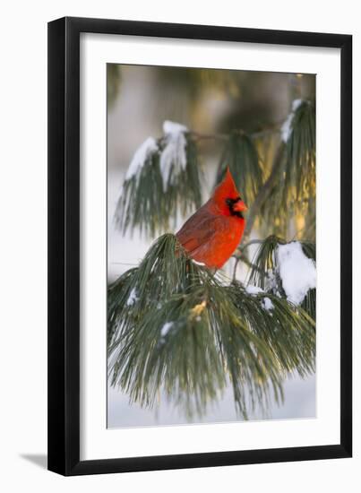 Northern Cardinal Male in White Pine Tree in Winter, Marion County, Illinois-Richard and Susan Day-Framed Photographic Print