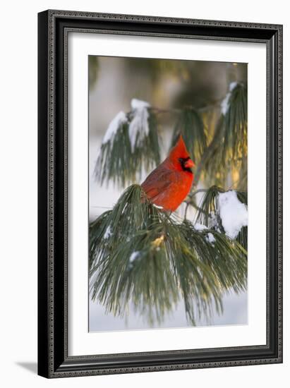 Northern Cardinal Male in White Pine Tree in Winter, Marion County, Illinois-Richard and Susan Day-Framed Photographic Print