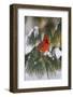 Northern Cardinal Male in White Pine Tree in Winter, Marion County, Illinois-Richard and Susan Day-Framed Photographic Print