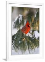 Northern Cardinal Male in White Pine Tree in Winter, Marion County, Illinois-Richard and Susan Day-Framed Photographic Print