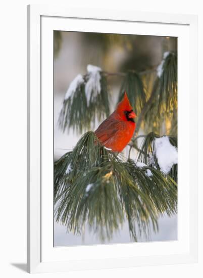 Northern Cardinal Male in White Pine Tree in Winter, Marion County, Illinois-Richard and Susan Day-Framed Photographic Print