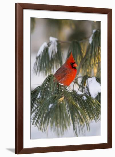 Northern Cardinal Male in White Pine Tree in Winter, Marion County, Illinois-Richard and Susan Day-Framed Photographic Print