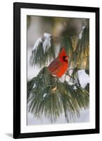 Northern Cardinal Male in White Pine Tree in Winter, Marion County, Illinois-Richard and Susan Day-Framed Photographic Print