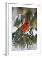 Northern Cardinal Male in White Pine Tree in Winter, Marion County, Illinois-Richard and Susan Day-Framed Photographic Print