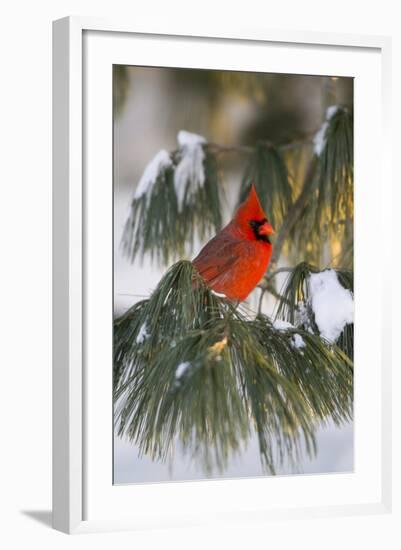 Northern Cardinal Male in White Pine Tree in Winter, Marion County, Illinois-Richard and Susan Day-Framed Photographic Print