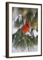 Northern Cardinal Male in White Pine Tree in Winter, Marion County, Illinois-Richard and Susan Day-Framed Photographic Print