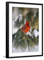 Northern Cardinal Male in White Pine Tree in Winter, Marion County, Illinois-Richard and Susan Day-Framed Photographic Print