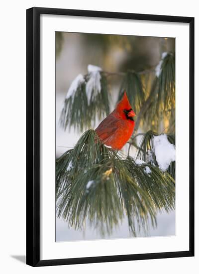 Northern Cardinal Male in White Pine Tree in Winter, Marion County, Illinois-Richard and Susan Day-Framed Photographic Print
