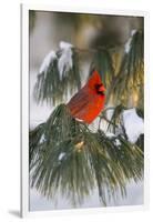 Northern Cardinal Male in White Pine Tree in Winter, Marion County, Illinois-Richard and Susan Day-Framed Photographic Print